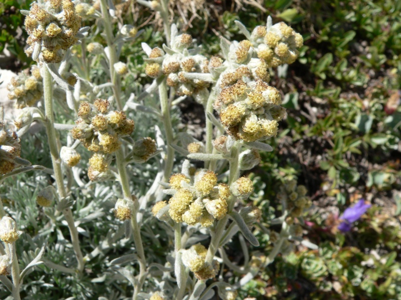 Artemisia umbelliformis subsp. eriantha / Genep appenninico